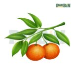 560+ Fruit Clipart PNG Bundle | High-Resolution Pack - Image 6