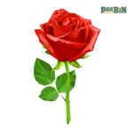 900+ Rose Clipart Bundle | High-Resolution Flower PNG Pack