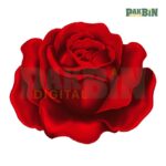 900+ Rose Clipart Bundle | High-Resolution Flower PNG Pack - Image 4