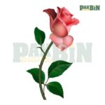 900+ Rose Clipart Bundle | High-Resolution Flower PNG Pack - Image 3