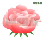 900+ Rose Clipart Bundle | High-Resolution Flower PNG Pack - Image 2