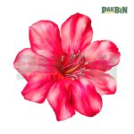 1200+ Flower Clipart Mega Bundle | High-Res Floral PNG Pack - Image 9