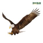 150+ Bird Clipart PNG Bundle | High-Res Transparent Pack