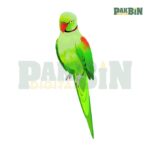 150+ Bird Clipart PNG Bundle | High-Res Transparent Pack - Image 9
